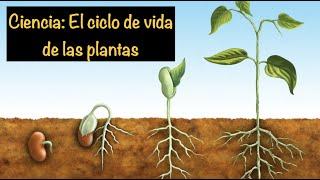 Ciencia: El ciclo de vida de las plantas