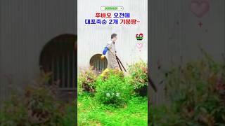 푸바오 대포죽순에 식욕이 왕성 #푸바오실시간 #푸바오근황 #판다월드 #에버랜드 #아이바오 #러바오 #루이바오 #후이바오 #강바오 #송바오