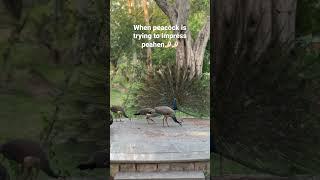 Peacock Dance to impress peahen                       #peacock #peahen #peacockdance