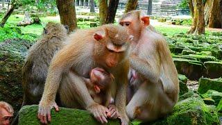 Nice Clip Video Video family Monkeys l Lovely Monkey