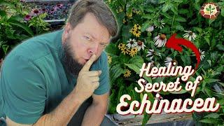 The Secret to Medicinal Echinacea | Herbal Plant Review with Doc Jones