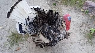 My #turkey and his #funny tail :) Мій індик і його кумедний хвіст #birds #nature #ukraine