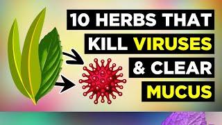 10 Herbs for Healthy Lungs To Clear Mucus & Viruses