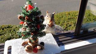 Squirrels' reactions to Christmas Tree