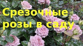 Срезочные розы в саду