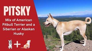 Pitsky - The Unreal Mix of  American Pitbull Terrier and a Siberian or Alaskan Husky.