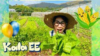 耕種|農夫體驗|香港農場|Kala EE local organic farm tour & farmer experience|耕種|有機農場|粟米田|香港菜|廣東話教學|兒童中文學習|親子活動