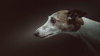 Training Your Whippet: How to Obedience Train a Sight Hound!