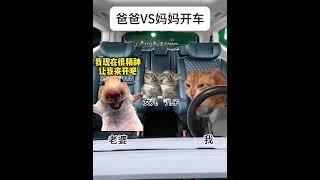 爸爸开车VS妈妈开车 #猫meme #猫meme小剧场 #男女差异 #开车  #猫meme #cat #人類迷惑行為  #猫meme小剧场 #搞笑 #喵哥是萌新