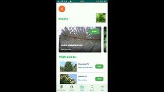 PlantSnap identifies a Sakhalin fir (Abies sachalinensis)