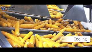 Complete Corn Processing from Raw to Finished Product