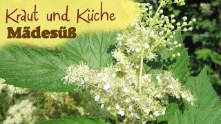 Mädesüß - Rheuma heilen - Hilfe bei Kinderkrankheiten - Wildkräuter sammeln - Kraut und Küche