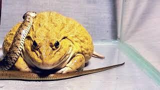 Asian Bullfrog With Snake! Warning Live Feeding