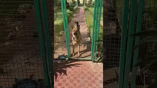 Aggressive German Shepherd Dog Barking in Pluto Farm  .