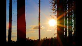 Forest and meadow symphony (Die Wald- und Wiesen-Sinfonie)