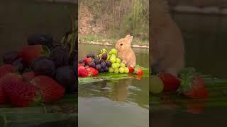 Little Rabbit's Fruit Boat Cute Pet Rabbit Pastoral Little Cute Pet