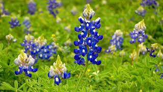 How to Grow Bluebonnets