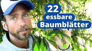 22 essbare Baumblätter - gratis Superfood!  | Welche Blätter & Blüten kann man essen