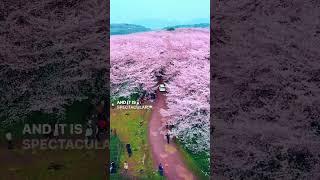 Largest Cherry Blossom Tree Garden in the World - Pingba farm, Guizhou, China