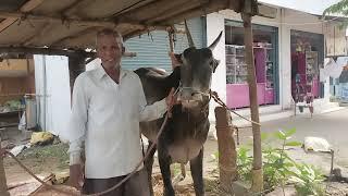 Hallikar Studbull of Senior Farmer Ramegowda, Bannur, T Narsipura Taluk