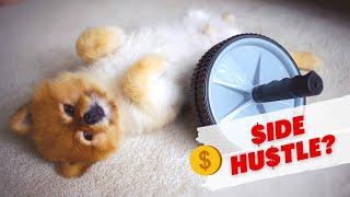 Pomeranian Dog Price | How Much Does A Pomeranian cost | How much money is a Pomeranian