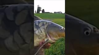 When you accidentally catch a Giant Mirror Carp! #carpfishing #shorts #fishing