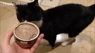 Nature's Logic Beef Canned Cat Food Product Review by Tuxedo Cat Boots