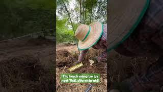 Măng tre lụa ngọt Thái, năng suất cao (30-50 tấn/ha/năm), mùa vụ dài, măng ngon, đặc, giòn, dễ bán!