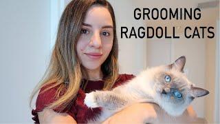 How to brush your Ragdoll cats hair || What to know