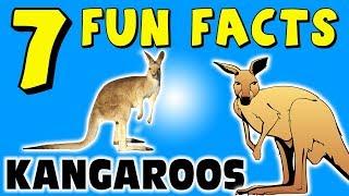 7 FUN FACTS ABOUT KANGAROOS! FACTS FOR KIDS! Australia! Animals! Learning Colors! Funny Sock Puppet!