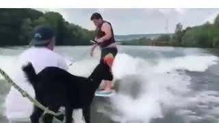 Goat on a Boat!