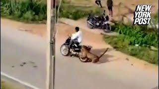 Shocking footage shows leopard attacking biker, terrorizing villagers | New York Post