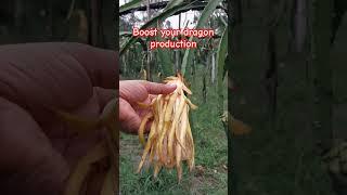 Easy way to boost dragon fruit production #gardening #agriculture
