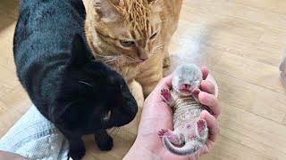 Cat's Reaction To Seeing Baby Otters For The First Time