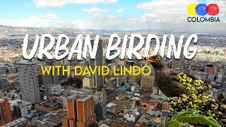 Urban birding in Colombia with David Lindo, the Urban Birder – Bird Watching Colombia