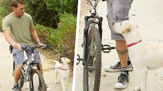 How to Teach a Dog to Run Alongside a Bike