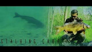 STALKING CARP - The Taste Of Freedom