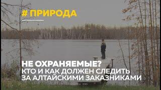 Не особо охраняемые? Алтайские заказники привлекают всё больше браконьеров и черных лесорубов