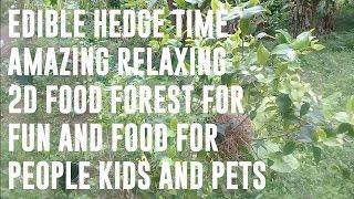 Edible Hedge Time!