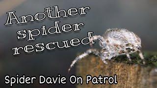 Spider Davie On Patrol - Rescued Spider