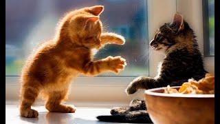  The funniest and cutest kittens in the world!  The best videos with cats and kittens! 