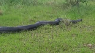 Massive Python spotted in Ballitol