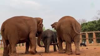 Newly Rescued Elephants Interact Immediately To Others When They Arrived To Sanctuary - ElephantNews