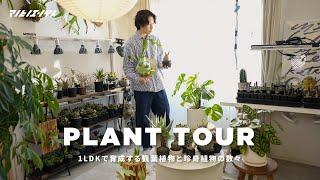 【PLANT TOUR】 我が家の植物を全て紹介。1LDKで育成する観葉植物と塊根・多肉植物たち。 | アガベ | 観葉植物 | インテリア