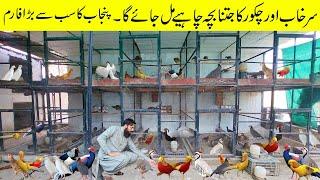 Biggest Pheasant and Chakor Farm in Punjab | Surkhab Farming in Pakistan | Pheasant Farming