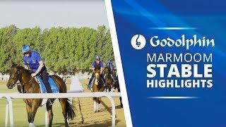 A morning at Godolphin Marmoom Stables in Dubai