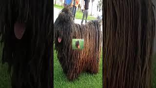 Raças de Cachorros: Puli Pt3! #cao #cães #puli #raçasdecachorros#raçasdecães#filhotes #dog #perros