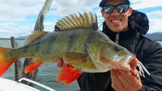 IFISH - Ballarat Redfin