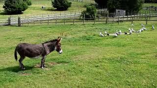 Donkey in a field