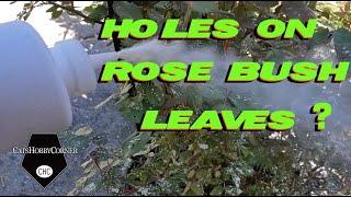 #leaf  #damage on #rosebush    -  #catshobbycorner